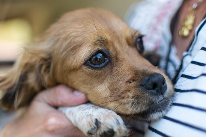 How To Assist Your Pet in Overcoming Anxiety