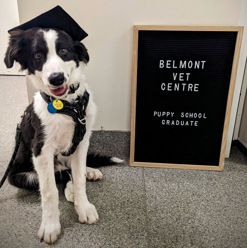 Belmont Vet Centre puppy school graduate