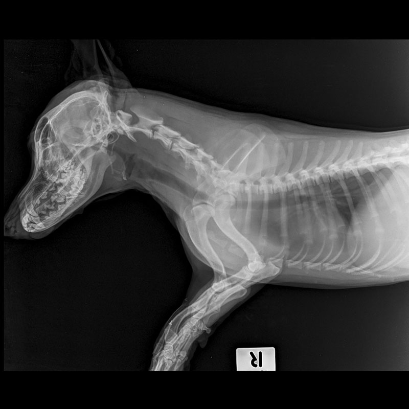 Belmont Vet Centre dog x-ray
