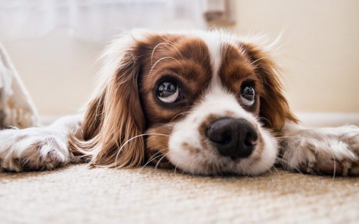 Tips to Help Your Dog Beat Back-to-School Boredom