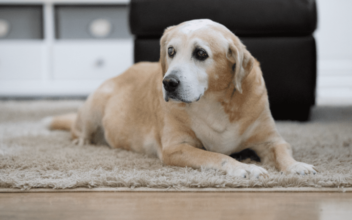 Importance of Preventive Screenings for Senior Pets