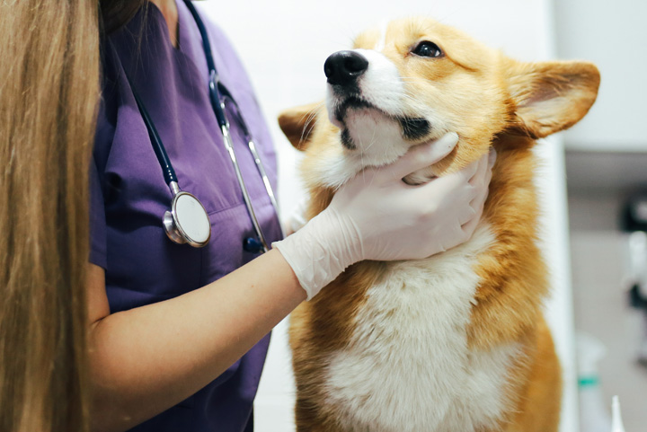 How to get more value out of veterinary visits 