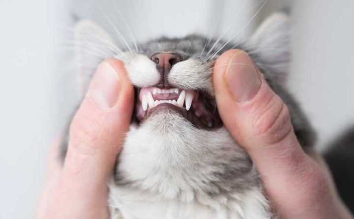 Pet Dental Health Tips For a Happy, Healthy Smile