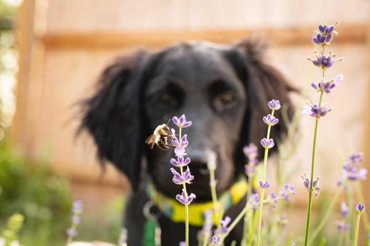 Pets and Bee Stings: How to Keep Them Safe 