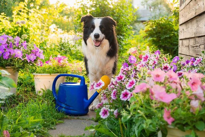 Spring Pet Health Checks: Essential for Wellness